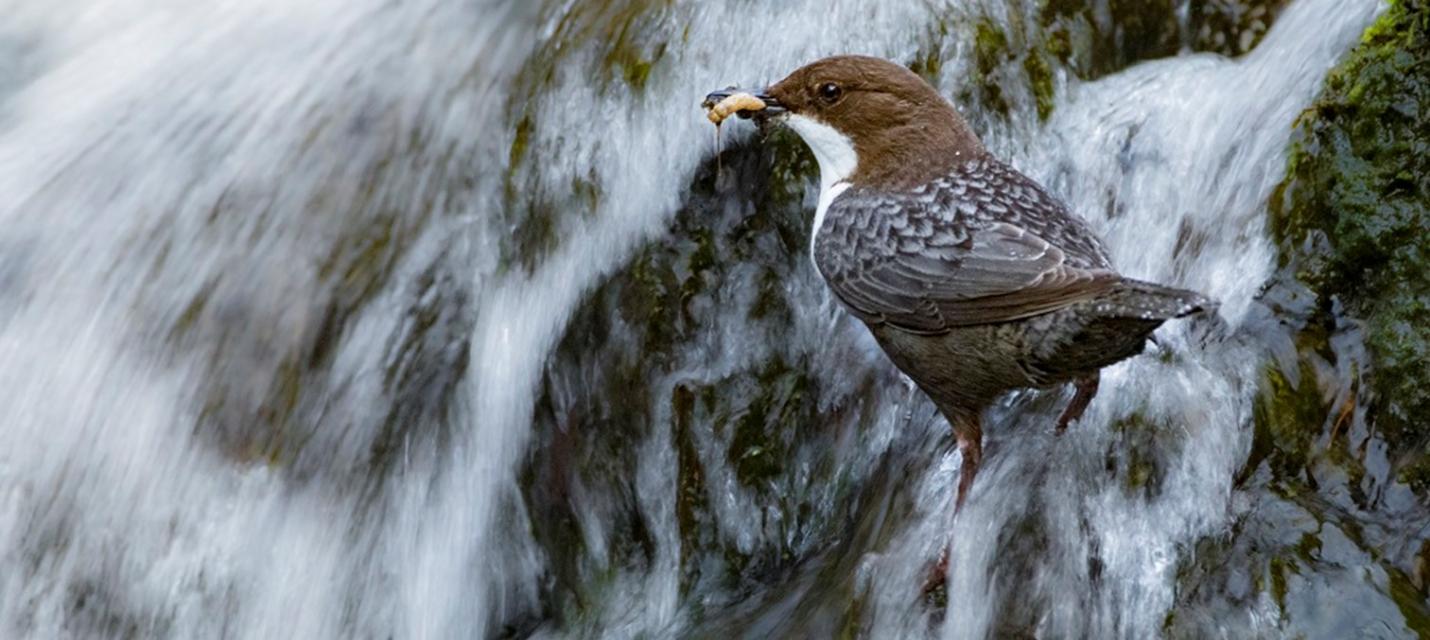 Wasseramsel 2