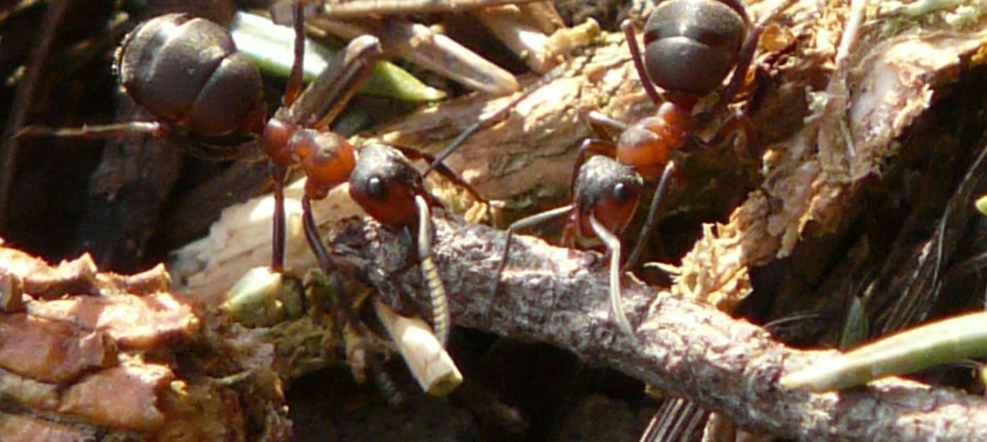 emsige Ameisen