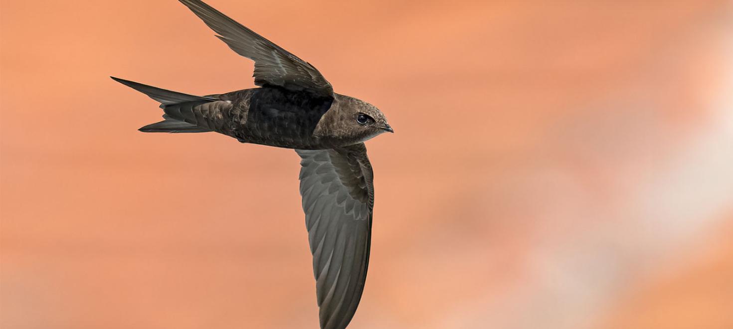 Mauersegler im Flug
