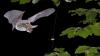 Fledermaus bei der Jagd