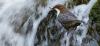 Wasseramsel 2